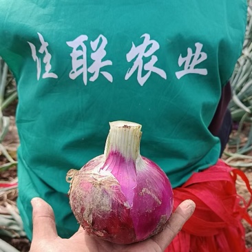 产地现挖紫洋葱，量大批发有需要的联系了