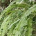 肾蕨果石黄皮山黄皮凤凰蛋圆羊齿产地直发到货块了包赔包邮