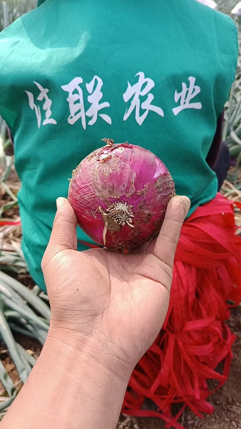 产地现挖紫洋葱，量大批发有需要的联系了