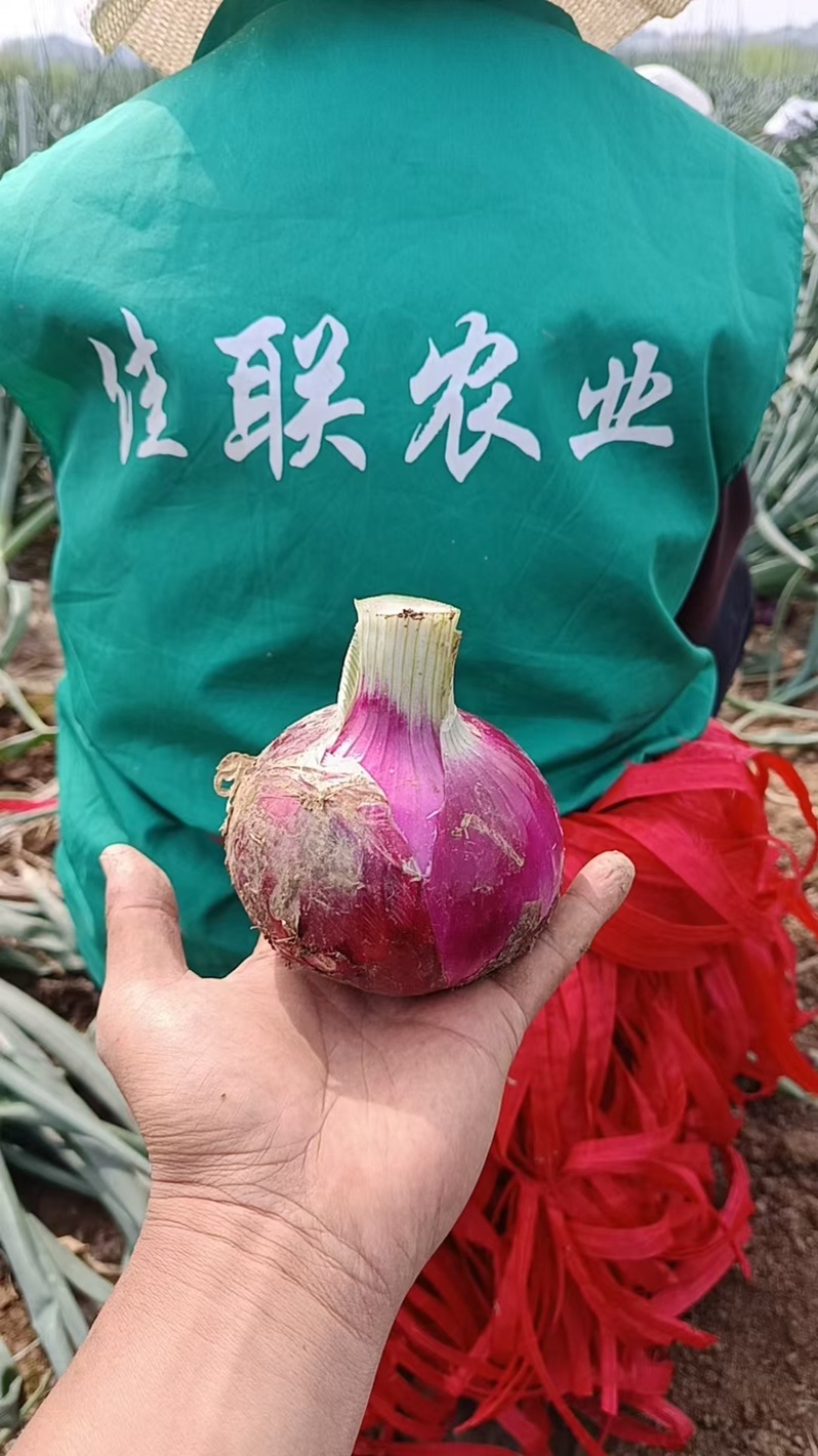 产地现挖紫洋葱，量大批发有需要的联系了