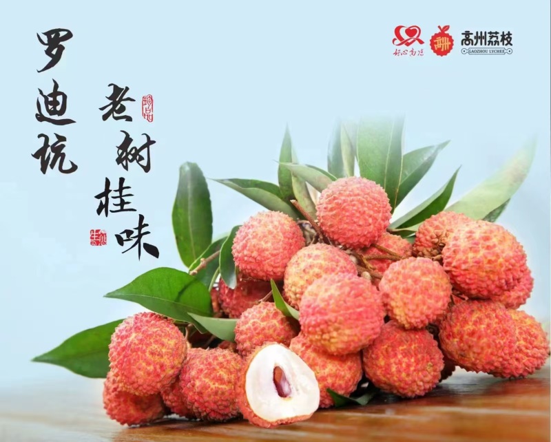 荔枝白糖罂，妃子笑，白蜡，桂味，冰荔等各种品种荔枝上市
