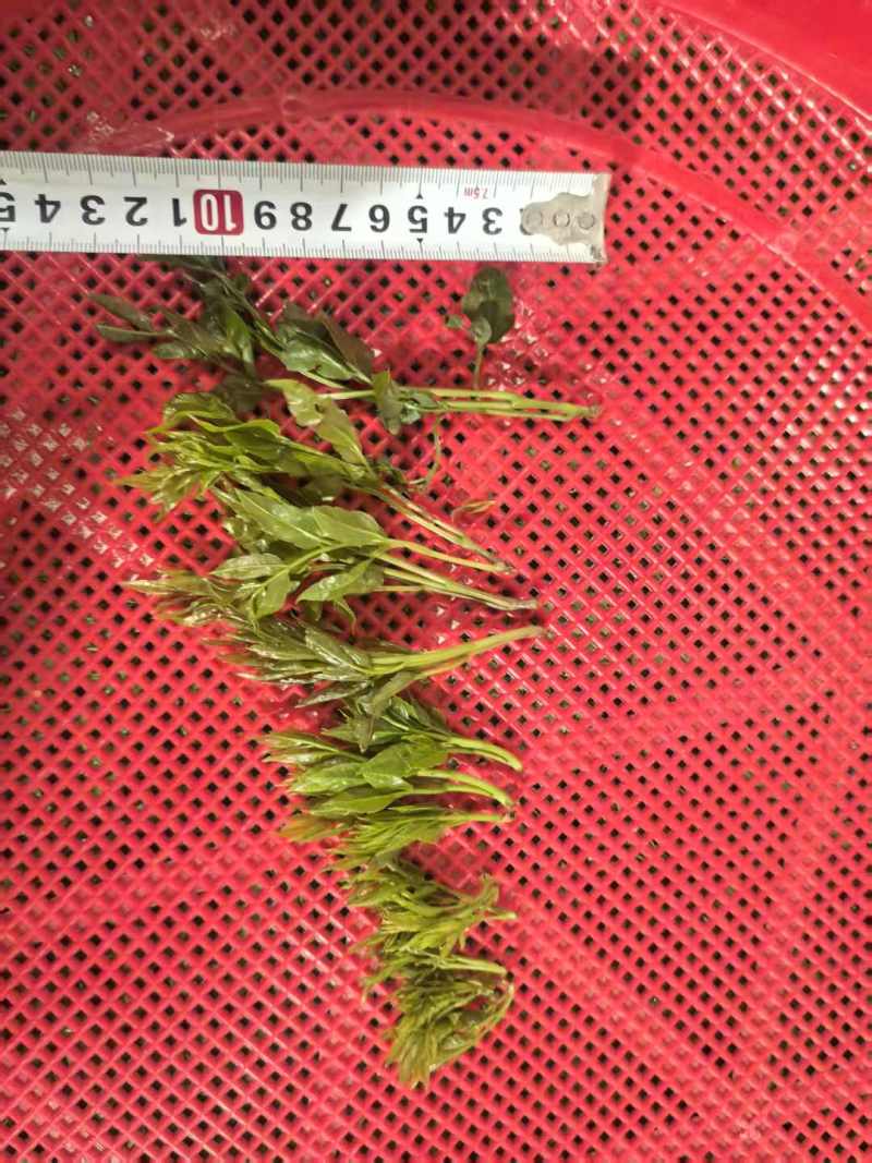 中秋佳节快到了，一杯茶，一份情。我们为您准备了优质的茶叶