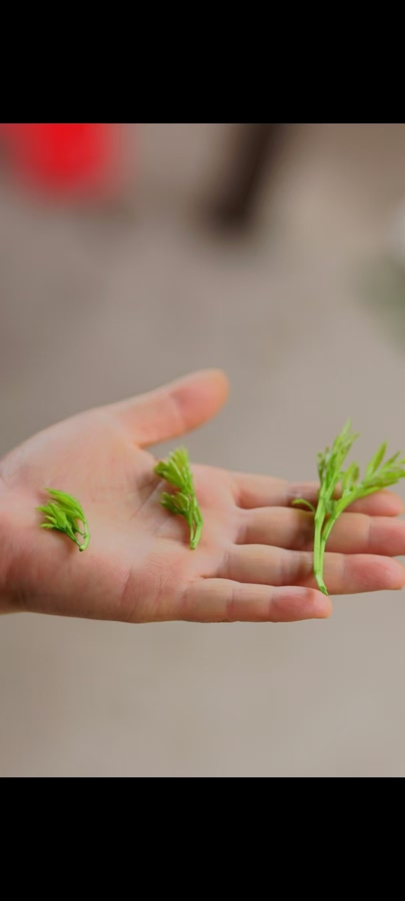 中秋佳节快到了，一杯茶，一份情。我们为您准备了优质的茶叶