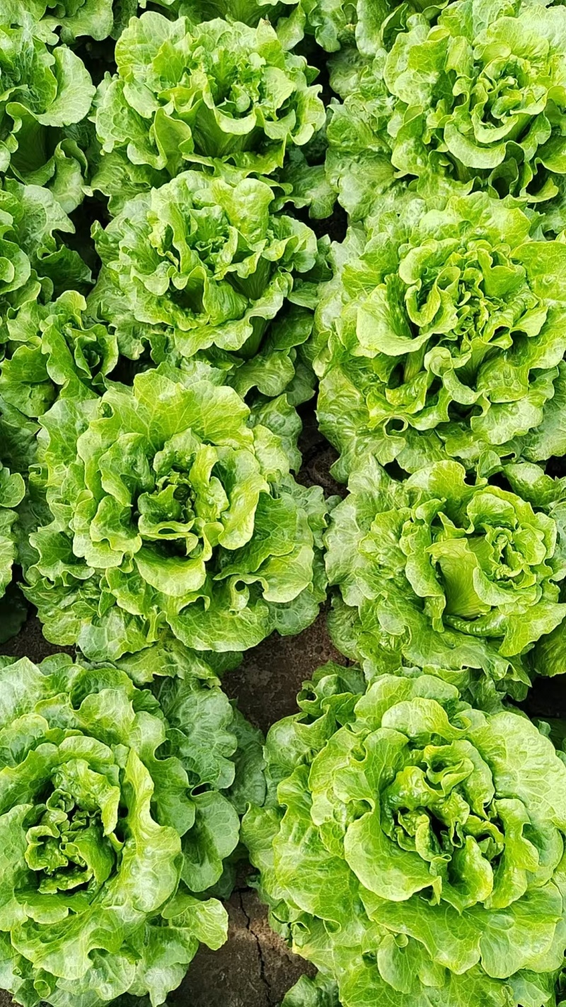 张家港市生菜基地/产地直发/量大从优/一手货源/价格美丽