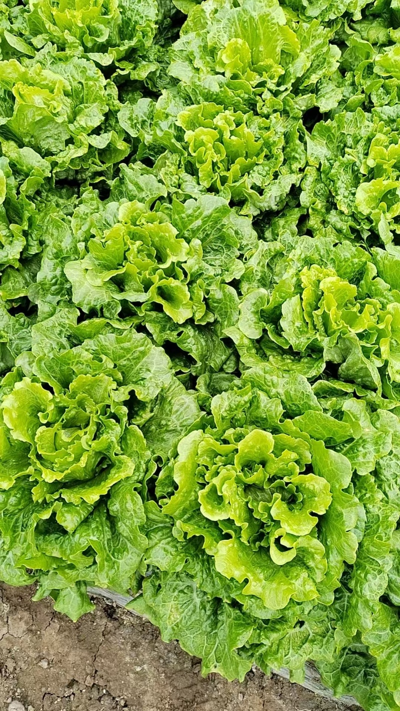 张家港市生菜基地/产地直发/量大从优/一手货源/价格美丽