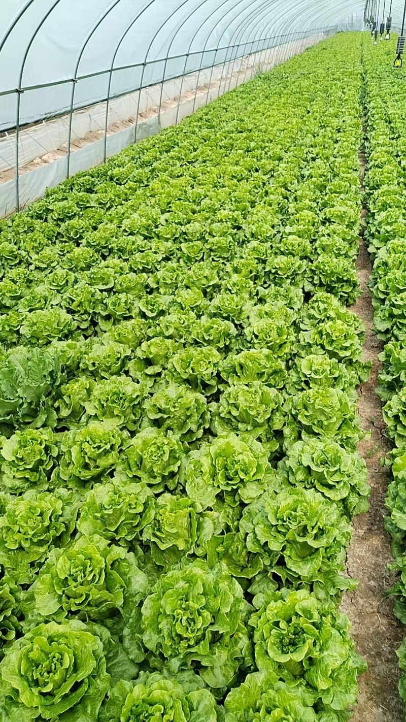 张家港市生菜基地/产地直发/量大从优/一手货源/价格美丽
