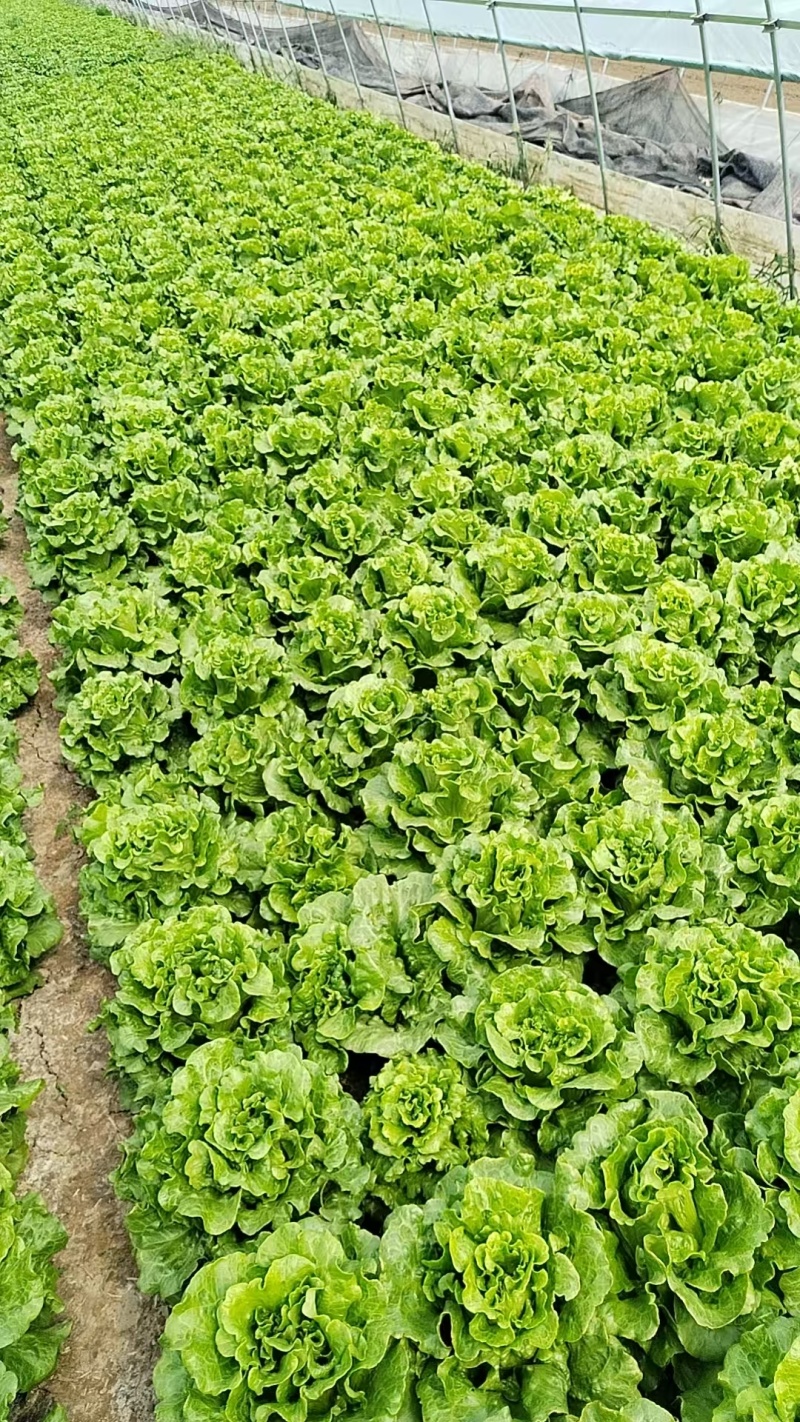 张家港市生菜基地/产地直发/量大从优/一手货源/价格美丽