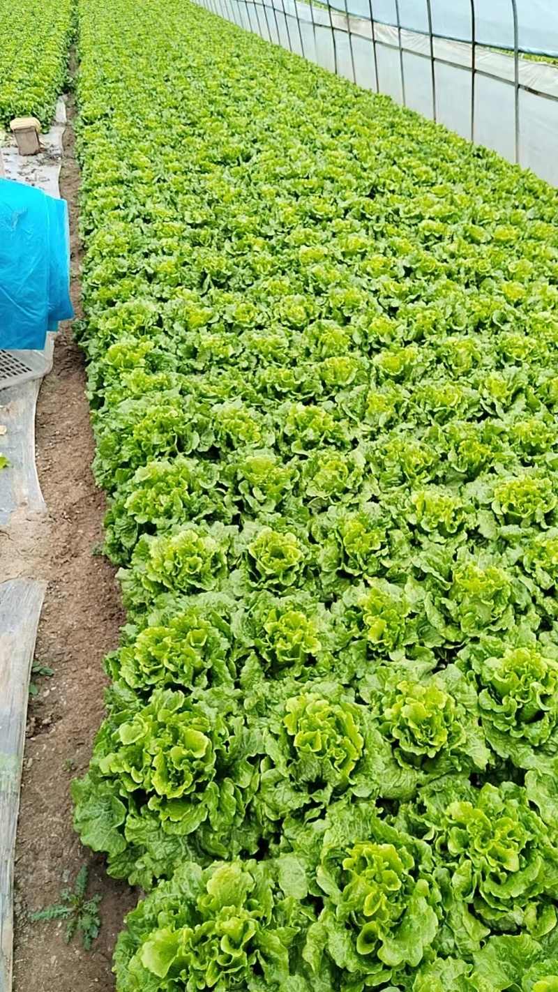 张家港市生菜基地/产地直发/量大从优/一手货源/价格美丽