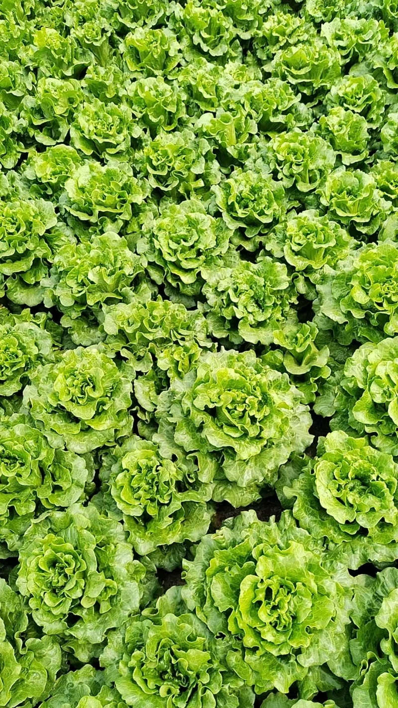 张家港市生菜基地/产地直发/量大从优/一手货源/价格美丽