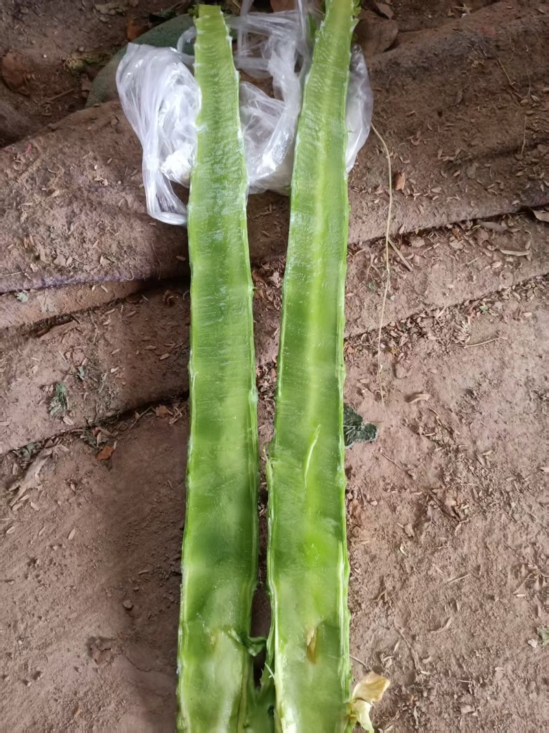 杆子货质量过硬服务到位专业提供杆子七八年啦需要的可以联系