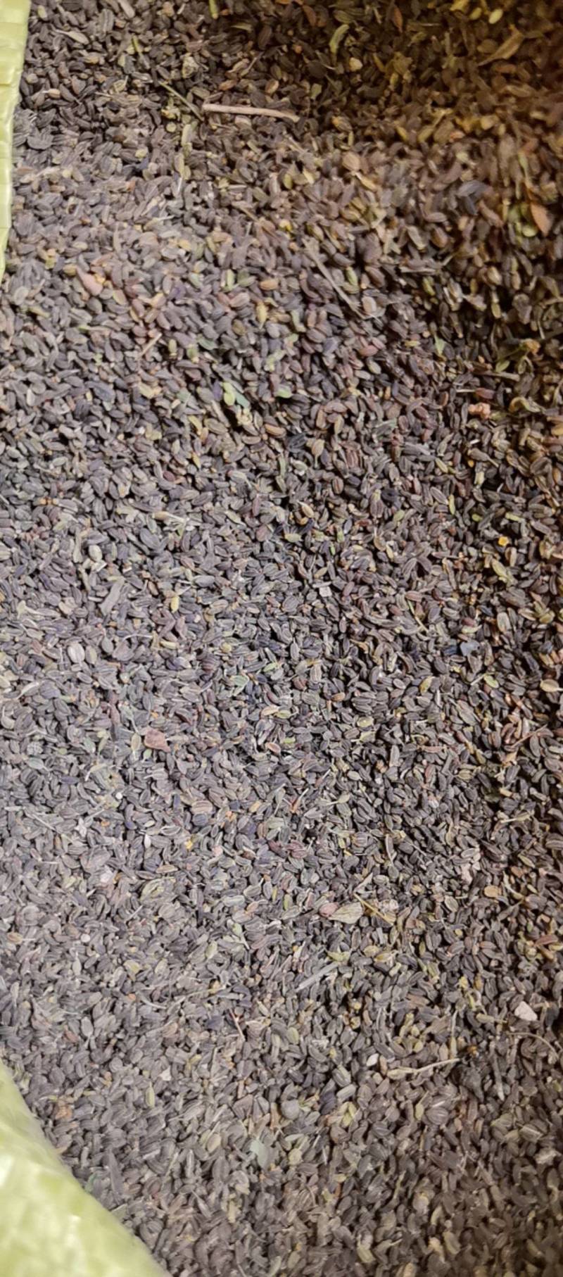 精品北柴胡种子红柴胡