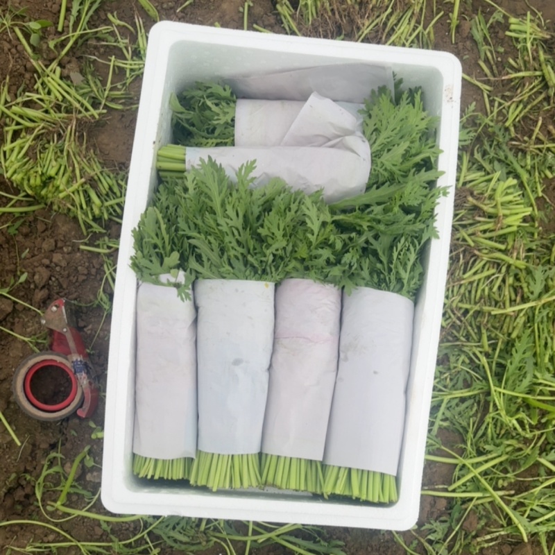 精品茼蒿大量有货，物美价廉