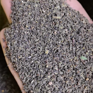 精品北柴胡种子红柴胡
