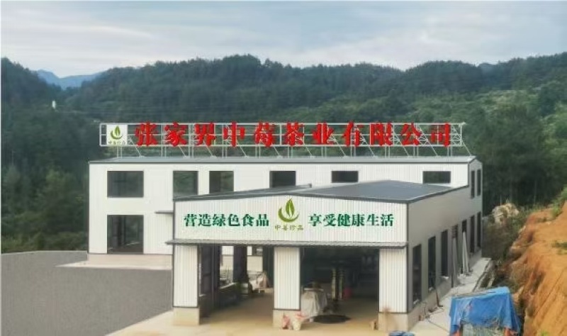 张家界莓茶，2025年新出的春茶