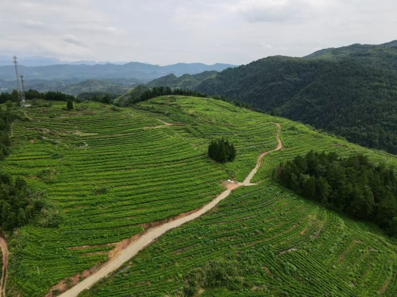 张家界莓茶，2025年新出的春茶