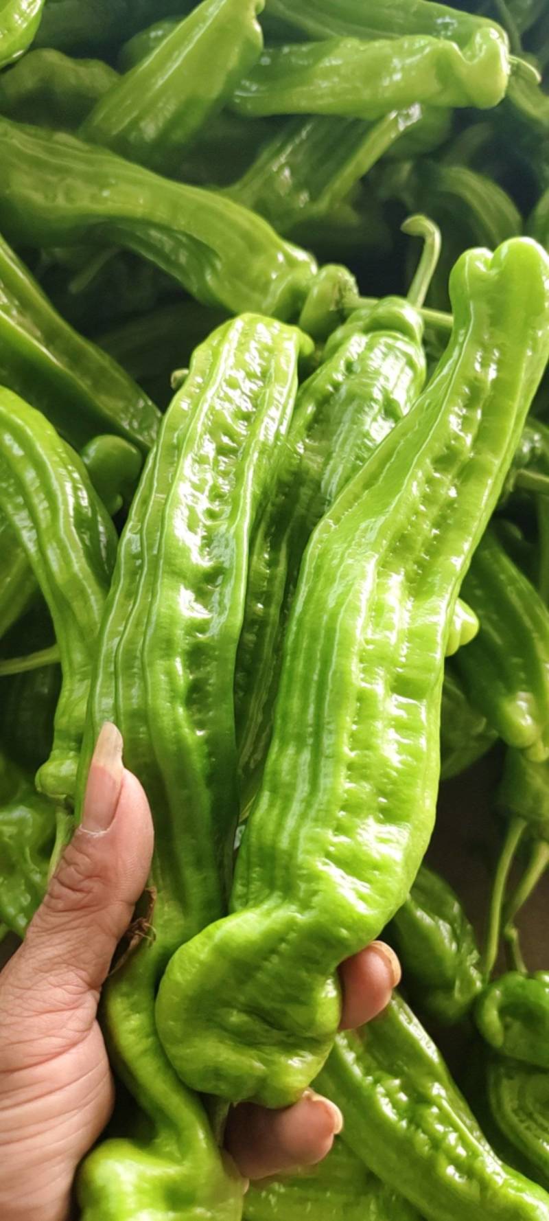 精品芜湖椒