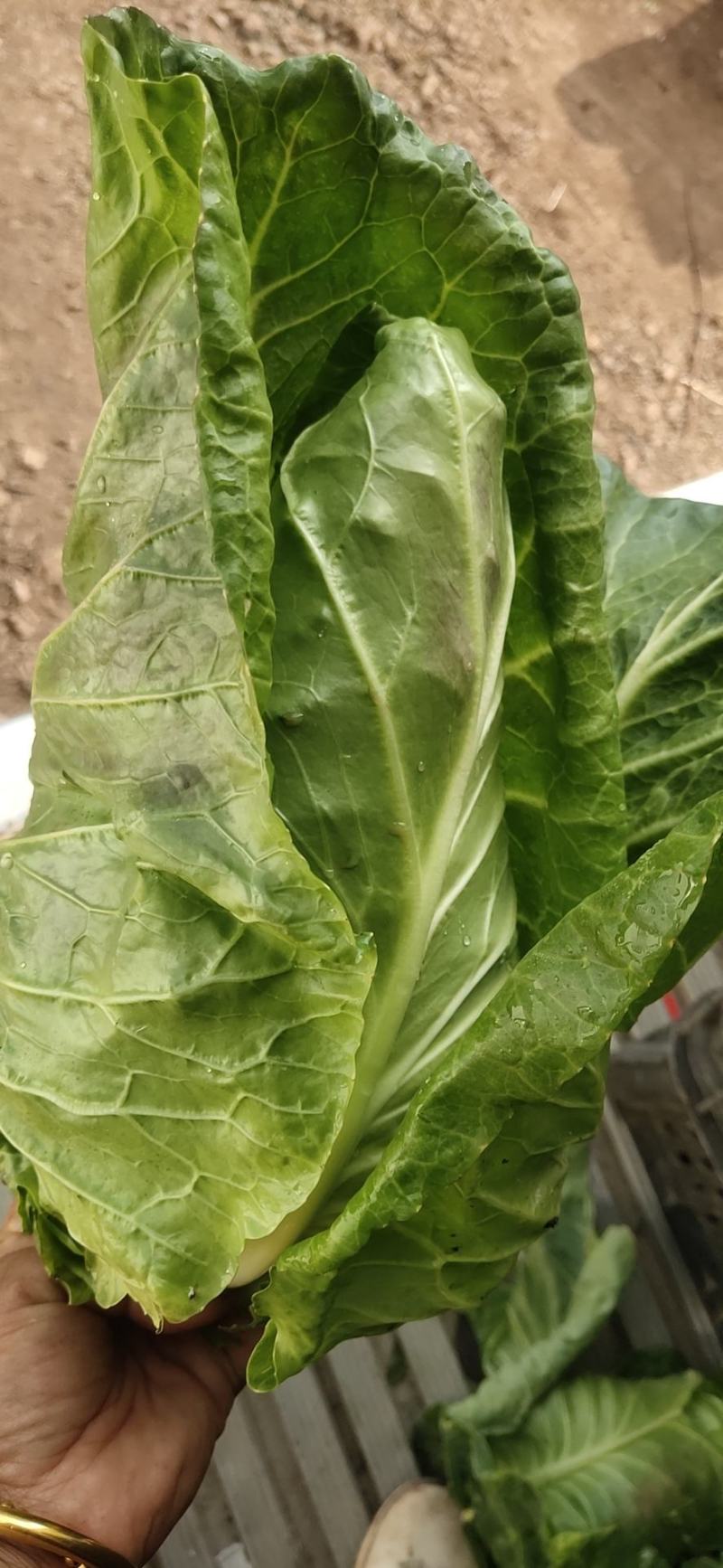 牛心甘蓝，大量上新，货源充足，可发全国欢迎订购
