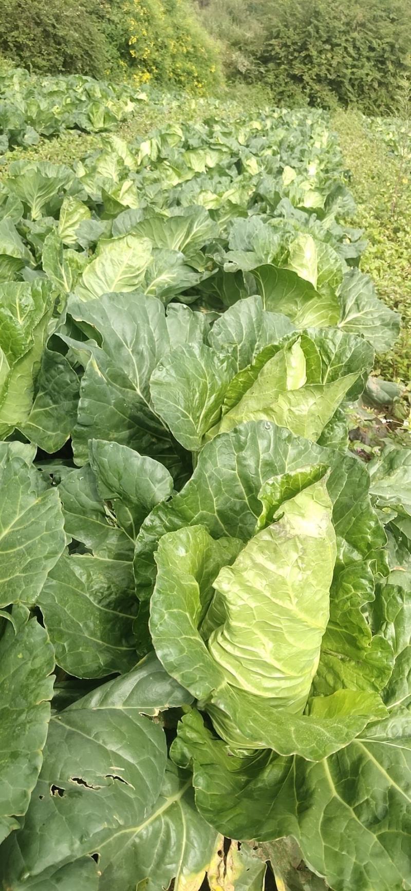 牛心甘蓝，大量上新，货源充足，可发全国欢迎订购