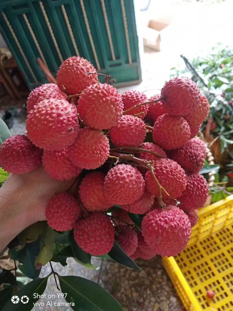 荔枝白糖罂，妃子笑，白蜡，桂味，冰荔等各种品种荔枝上市