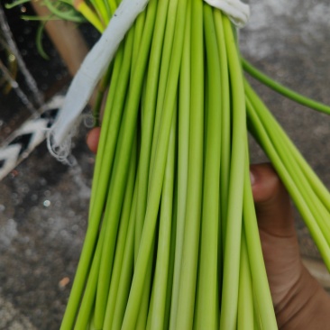 蒜苔产地直发大量供应
