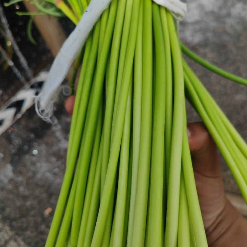 蒜苔产地直发大量供应