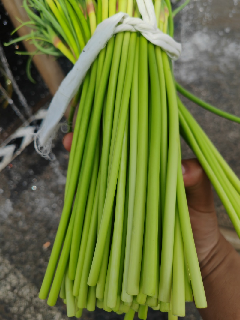 蒜苔产地直发大量供应