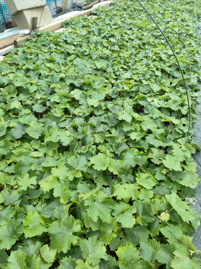 巨丰营养杯苗，三叶一心发货，南北方均可种植。