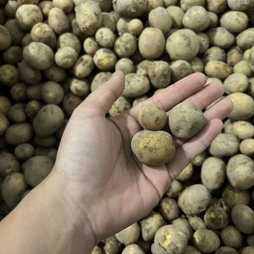 精品迷你黄心小土豆自家种植价格实惠，产量高！