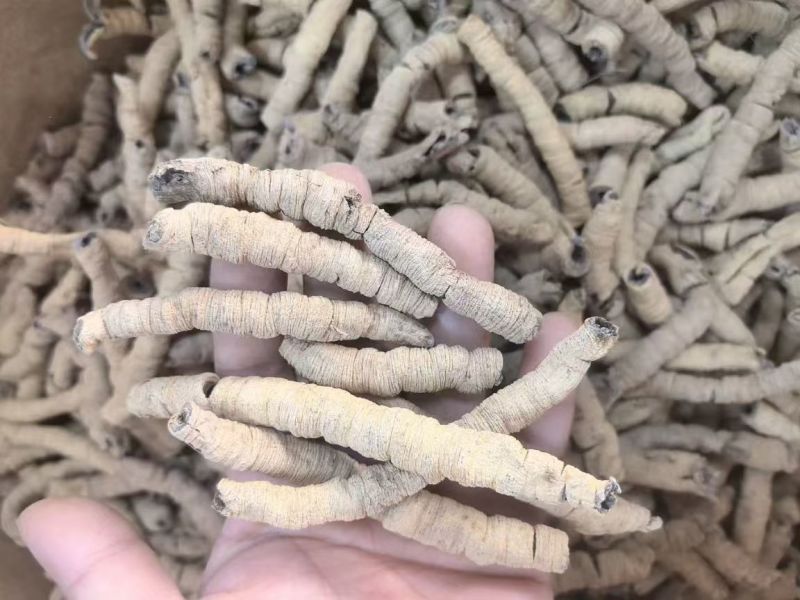 本地大条生巴戟无碎十年广州店售后无