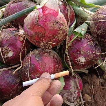 红洋葱紫洋葱黄洋葱有货，一手货源产地直发，欢迎来咨询