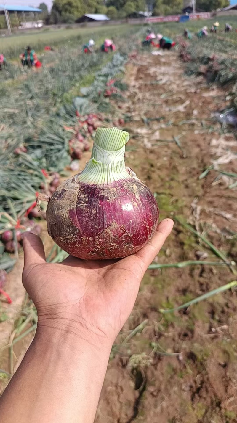 红洋葱紫洋葱黄洋葱有货，一手货源产地直发，欢迎来咨询
