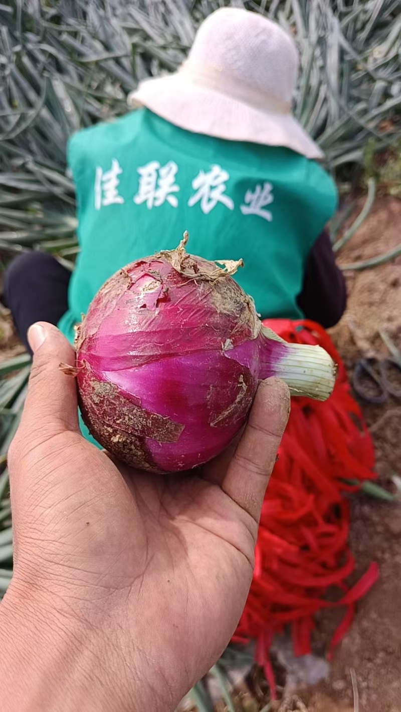 红洋葱紫洋葱黄洋葱有货，一手货源产地直发，欢迎来咨询