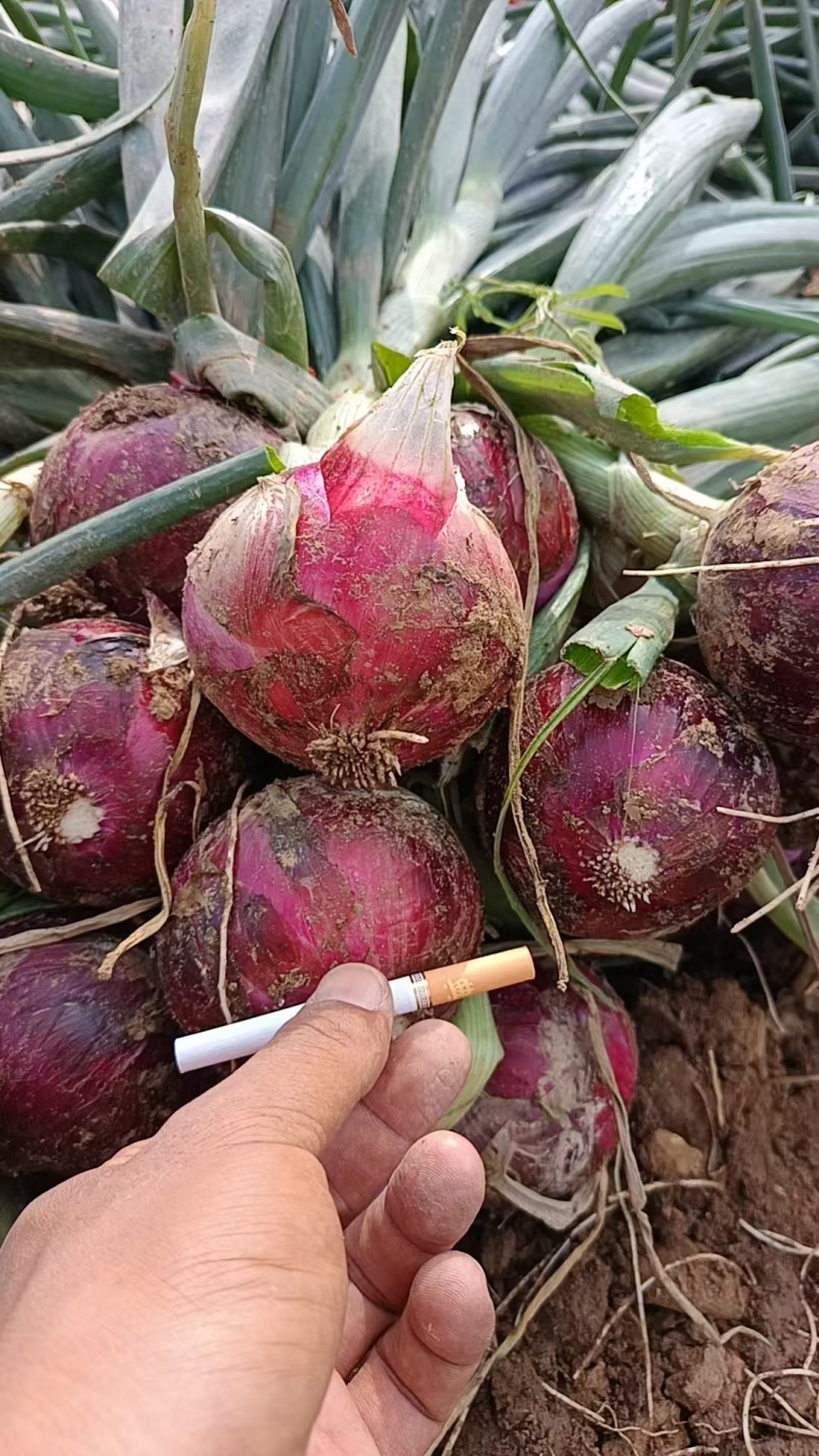 红洋葱紫洋葱黄洋葱有货，一手货源产地直发，欢迎来咨询