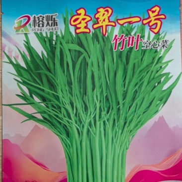 圣翠一号竹叶空心菜