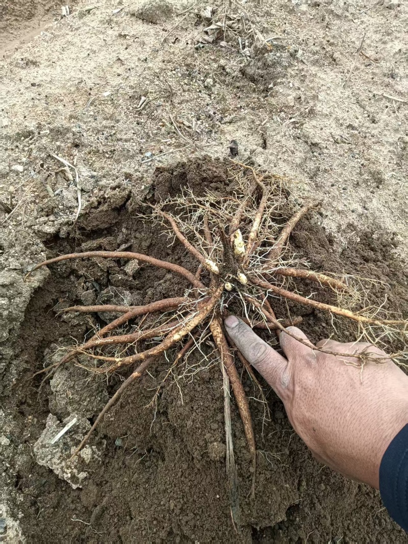 芍药苗赤芍苗产地直发品质保障一手货源技术支持
