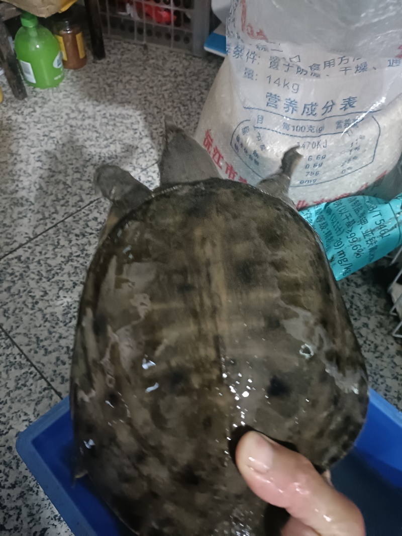野生甲鱼