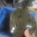 野生甲鱼