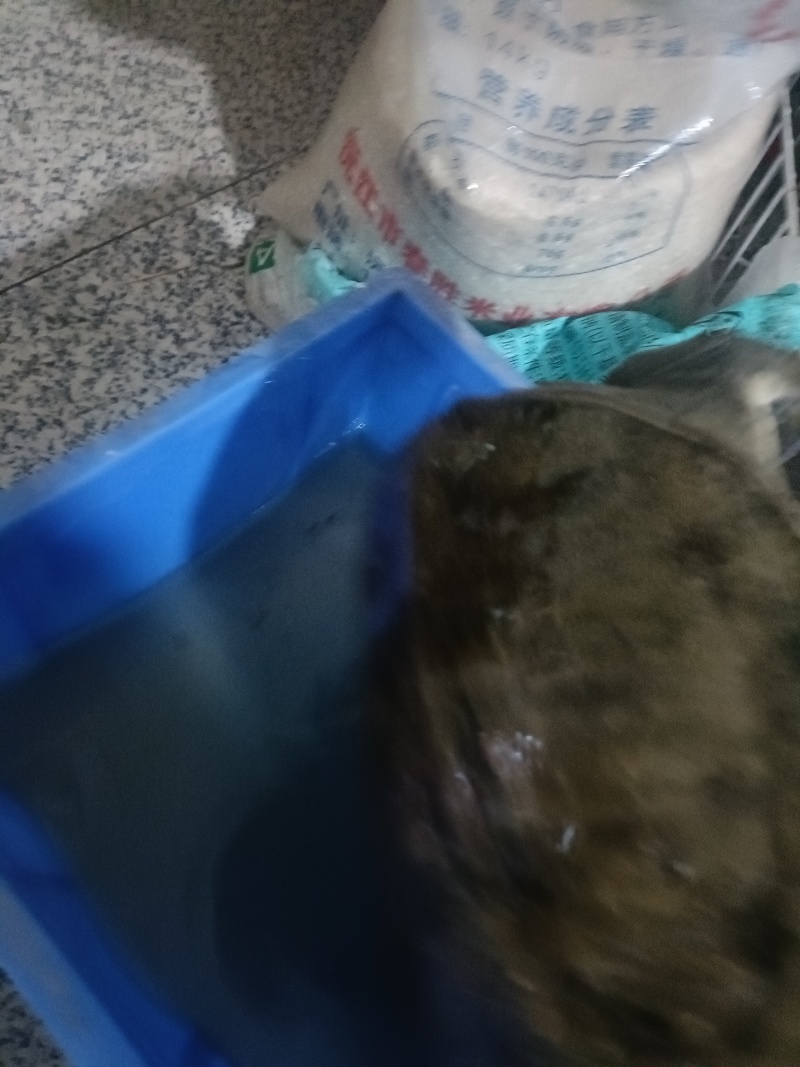 野生甲鱼