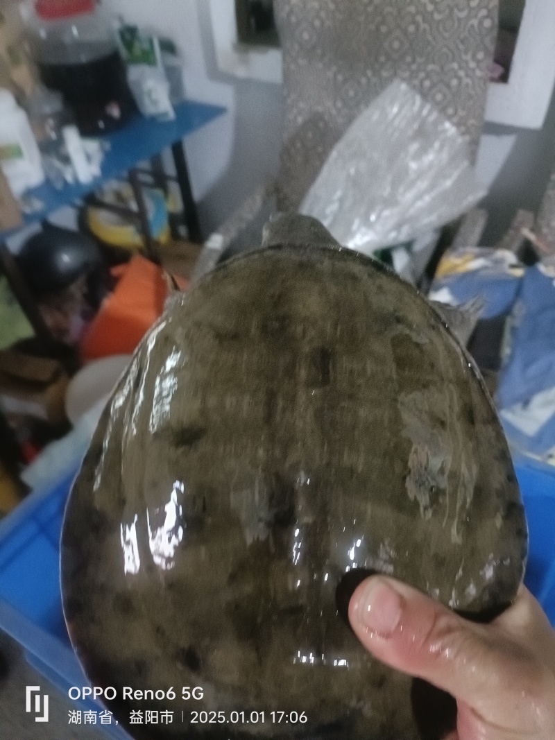 野生甲鱼