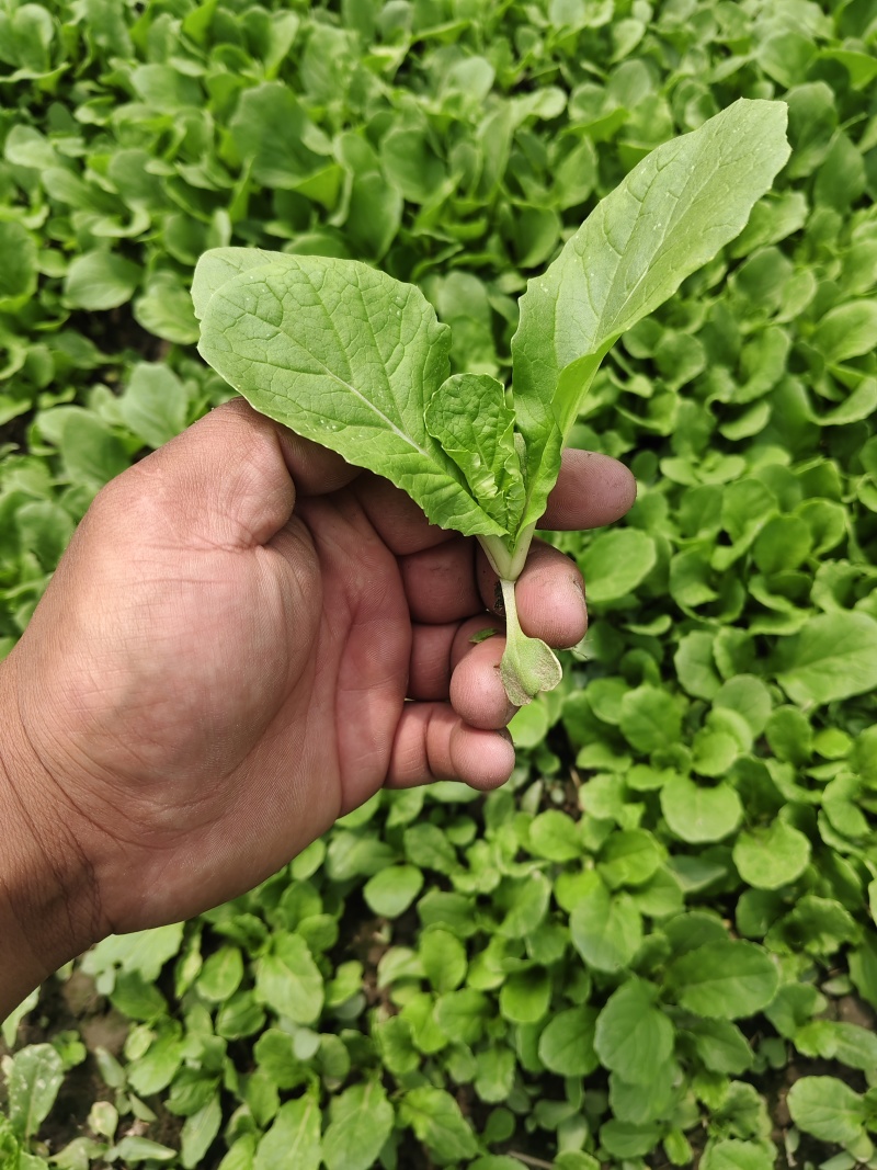 白菜苗
