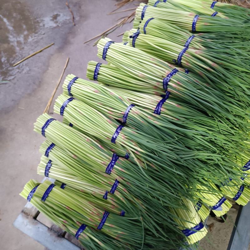 邳州红帽蒜苔大量上市价格物美