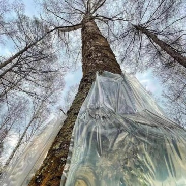 桦树汁