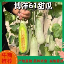 山东惠民博洋61万亩优质甜瓜种植基地大量供货中！