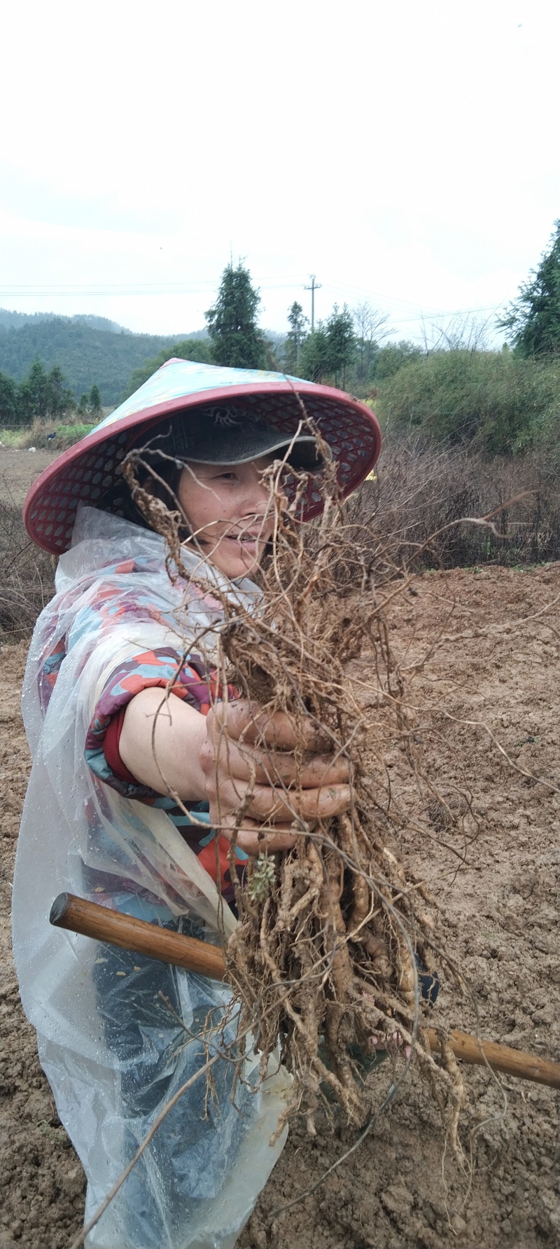 江西道地中药材粉防己苗，，名贵中药材种苗。