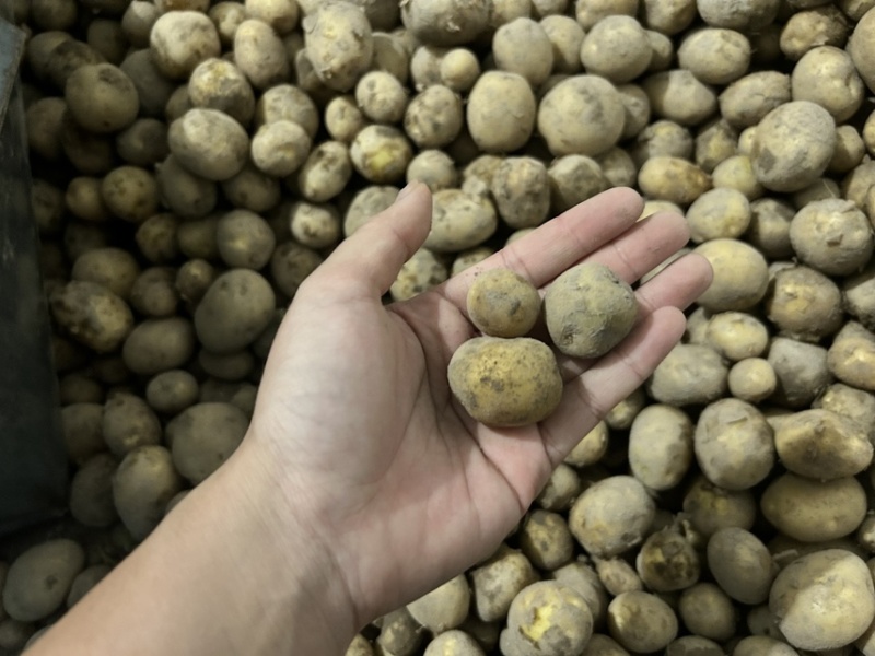 精品迷你黄心小土豆自家种植价格实惠，产量高！