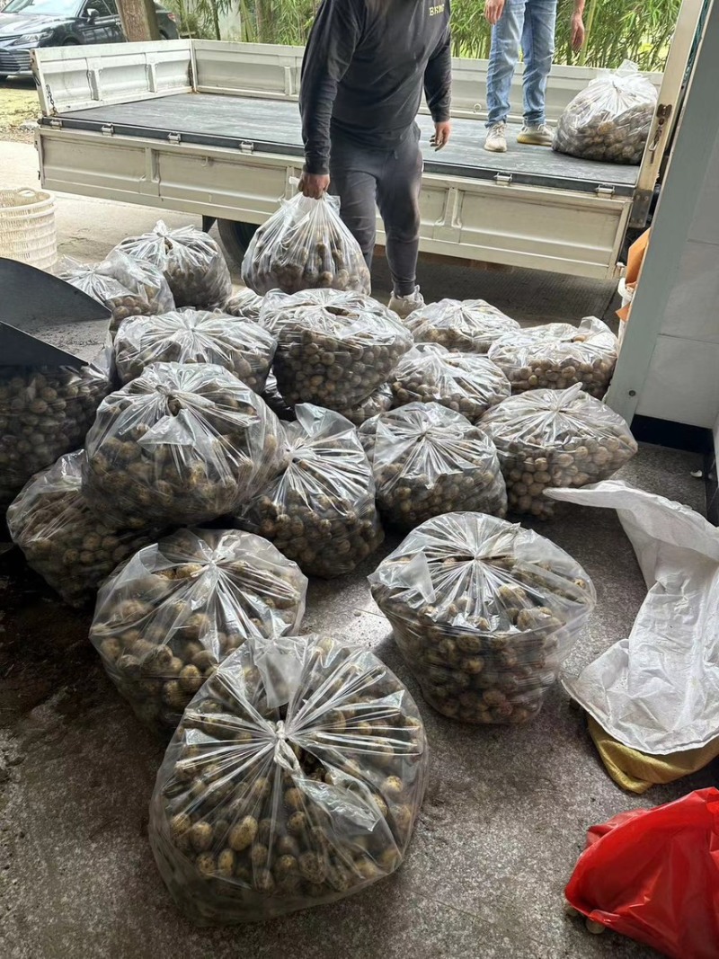 精品迷你黄心小土豆自家种植价格实惠，产量高！