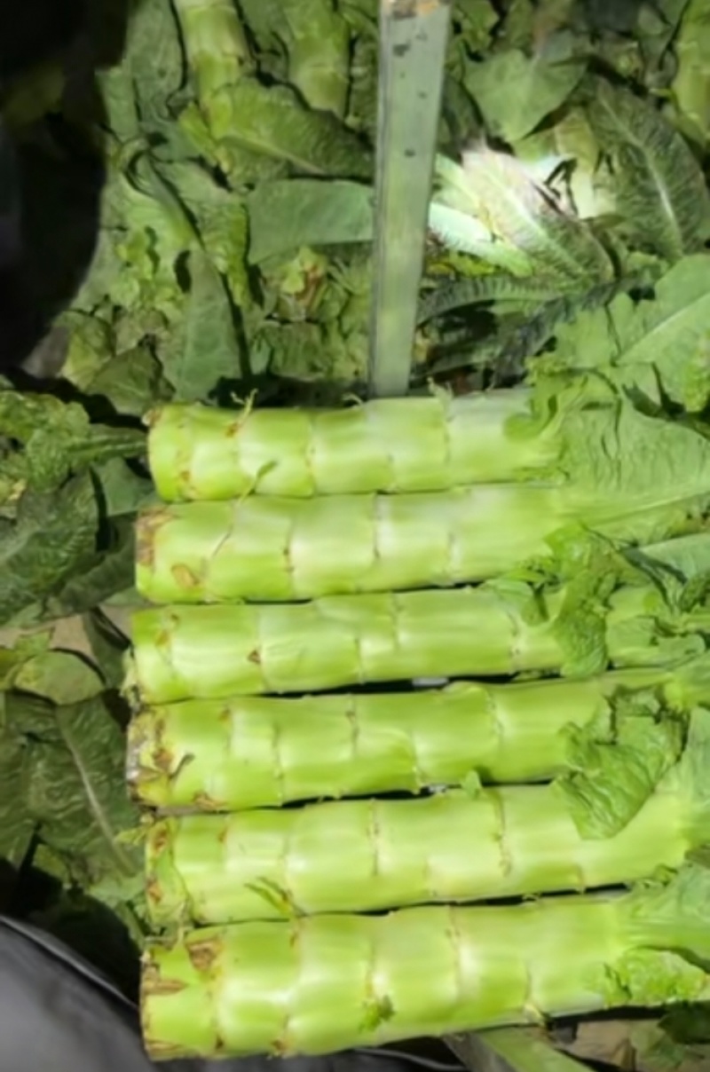 河南精品莴笋现砍现发一手货源品质保证量大从优