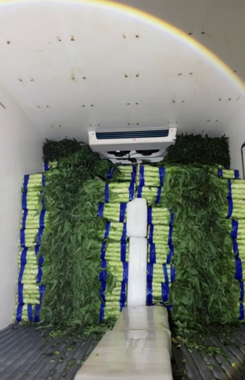 河南精品莴笋现砍现发一手货源品质保证量大从优