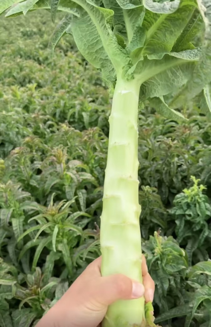 河南精品莴笋现砍现发一手货源品质保证量大从优