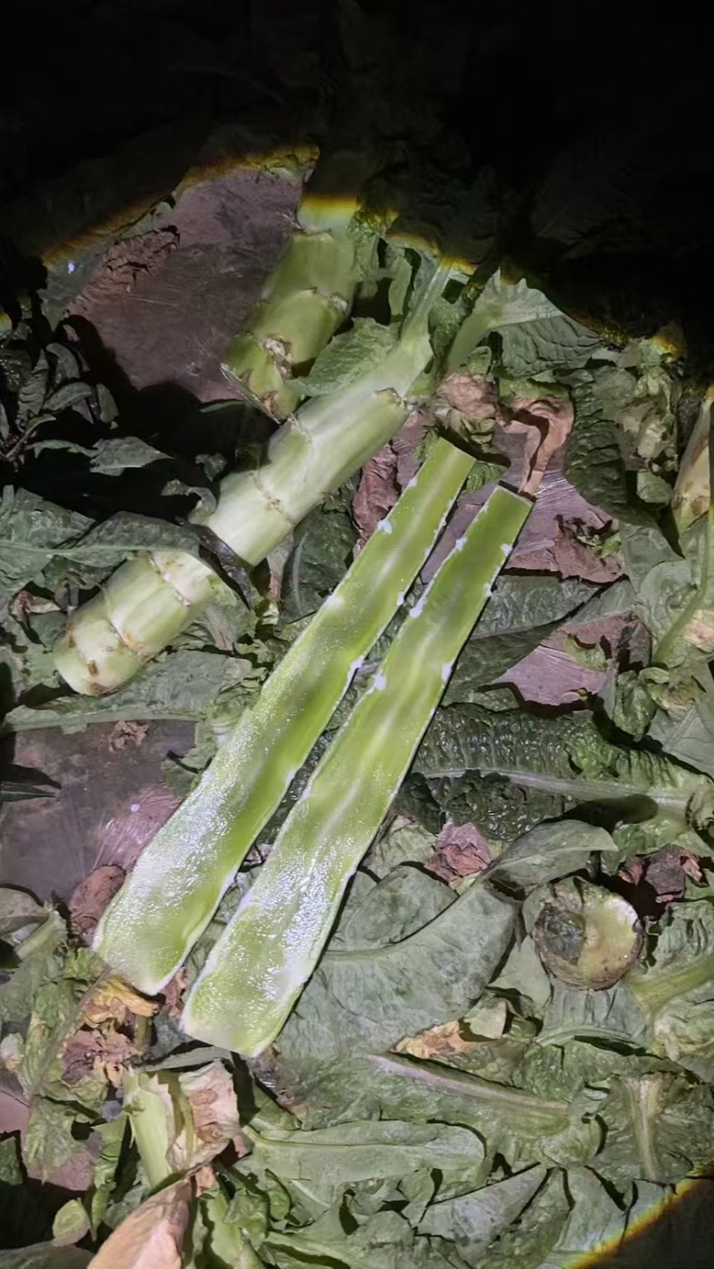 河南精品莴笋现砍现发一手货源品质保证量大从优